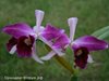 Laelia purpurata var. flamea (Schwerter Orchideenzucht )